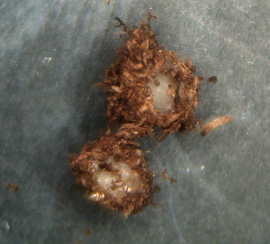 Dalotia coriaria egg